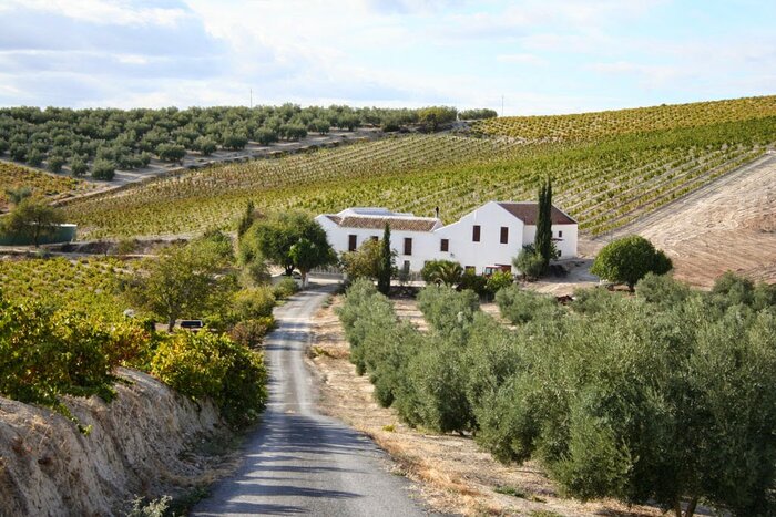 Day trip: Montilla Hot air Balloon, Olive Oil & Wine Region Day Trip