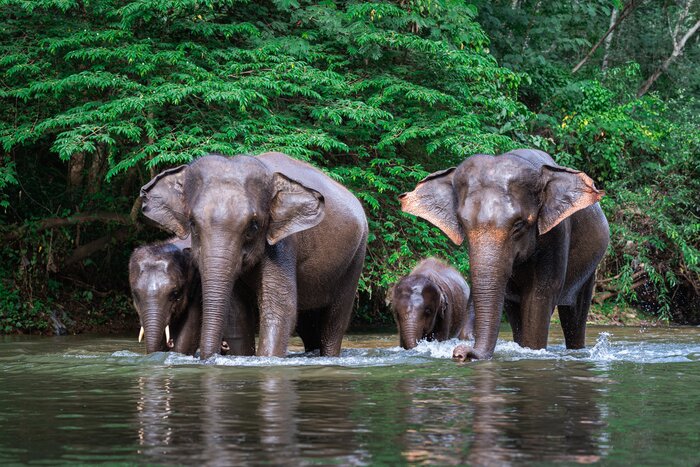 Spend a day with elephants in Krabi, Thailand