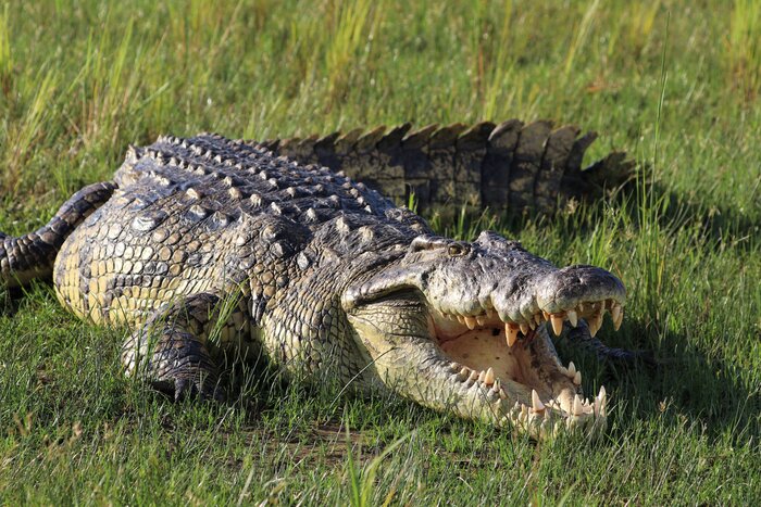 Observe Nile crocodiles and other wildlife on safari in Lake Mbaro National Park
