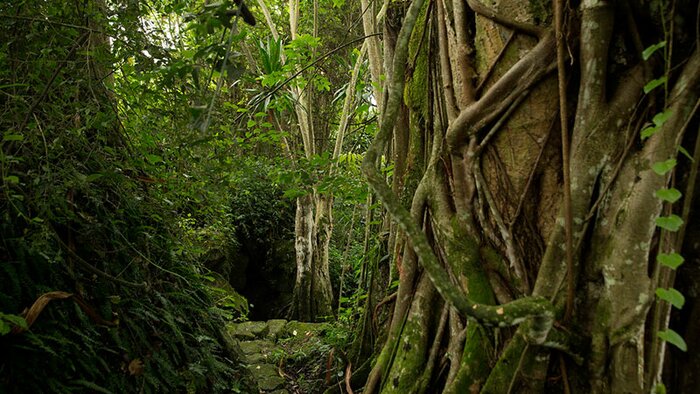 Buhanga Eco Park – Nature walk