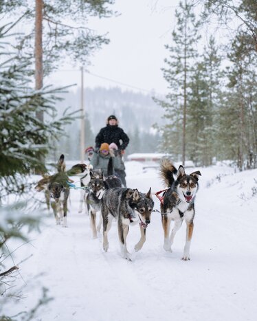 Husky Tour With Musher (5km)