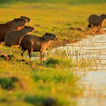 See wetland-dwelling wildlife like capybaras in the South Pantanal