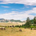 Grazing sheep and goats in Terelj National Park