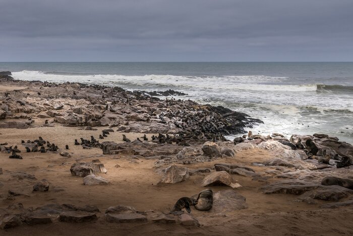 See fur seals at the Cape Cross Seal Reserve along Namibia's southern coast