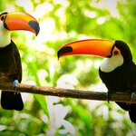 Spot colorful toucans on a wildlife hike