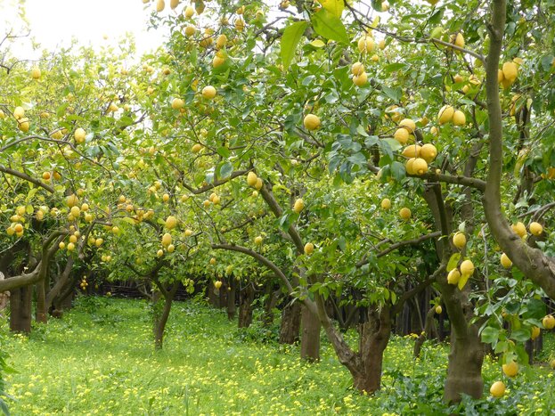 Visit a traditional lemon grove  & taste local  Limoncello