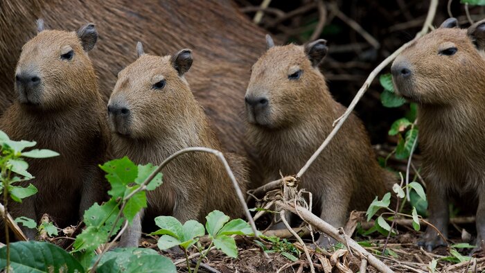 Day 6/6 - Premium Amazon Lodge