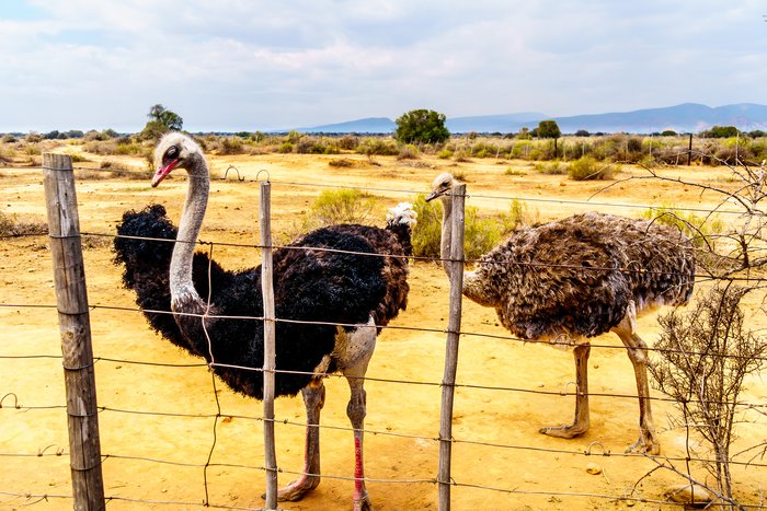 Oudtshoorn, South Africa