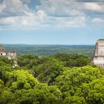 The pyramids of Tikal peeking out of the rainforest