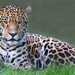 Manú National Park is home to exotic animals