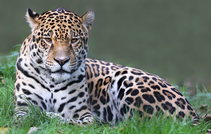 Manú National Park is home to exotic animals