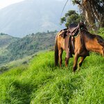 Follow your guide through Colombia's lush Zona Cafetera on horseback 