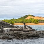A Galápagos penguin rests on a lava field outcrop