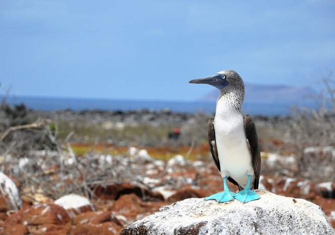 Look for blue-footed boobies in Puerto Villamil