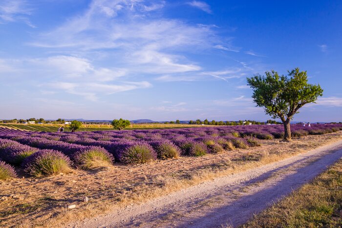 Provence is famous for its hilltop villages, distinct cuisine, and fragrant lavender fields