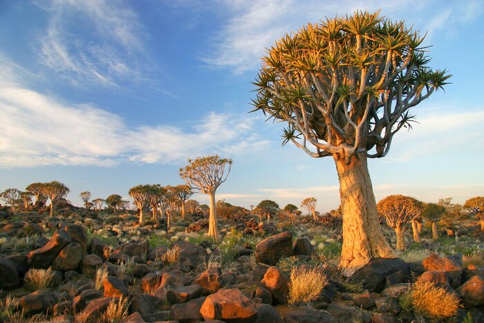 Snap pics of the unique aloe varietal: the Quiver Tree, in southern Namibia