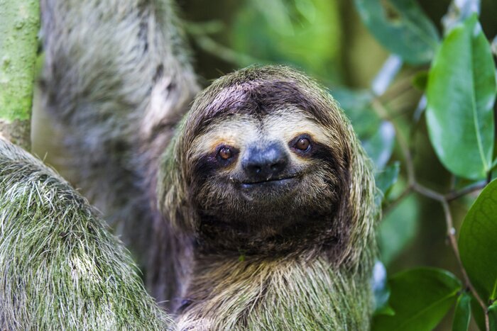 Sloths are easier to spot in wetter months like June as food is abundant