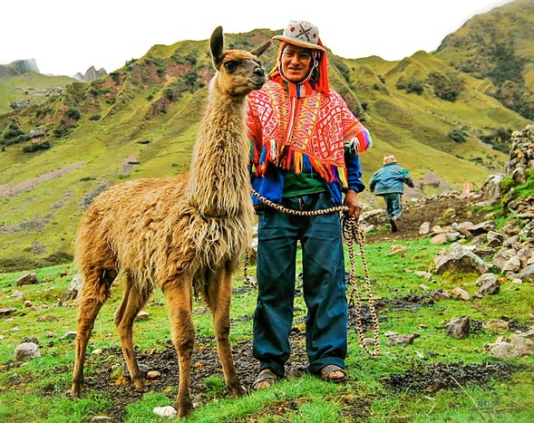 Llama Walk in The Sacred Valley