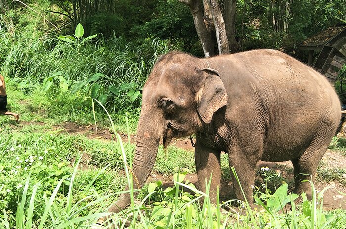 Full Day Elephant Nature Park Tour (Join-in)