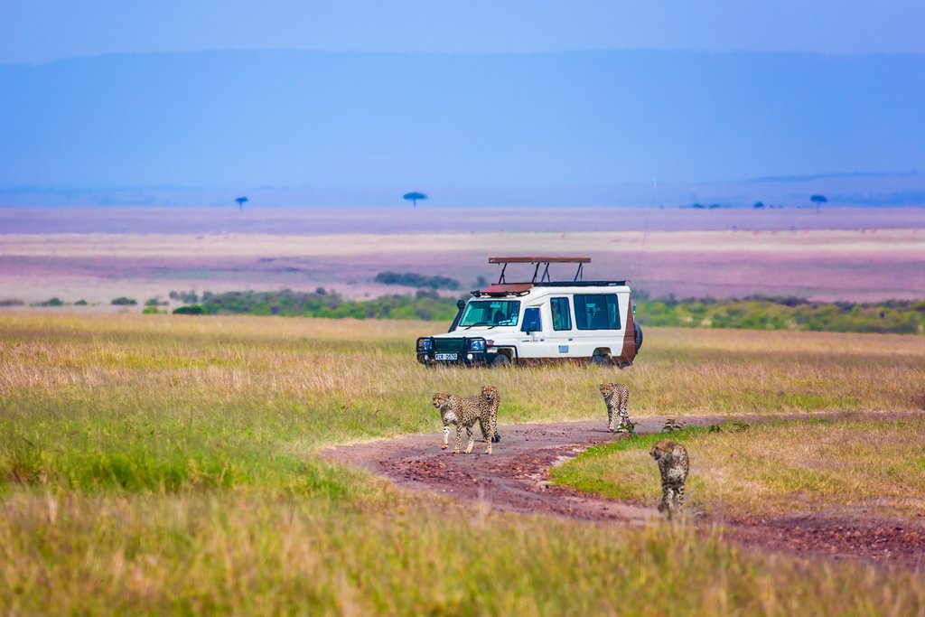 Cheetah family in Masai Mara