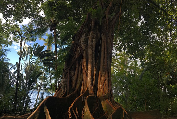 Guided Corcovado National Park - Sirena Station Tour