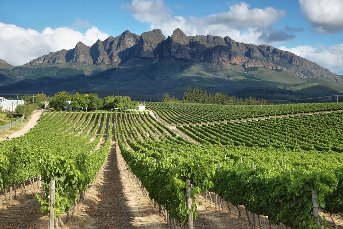 Wellington grapes grow at the foot of the Groenberg Mountain, Cape Winelands, South Africa
