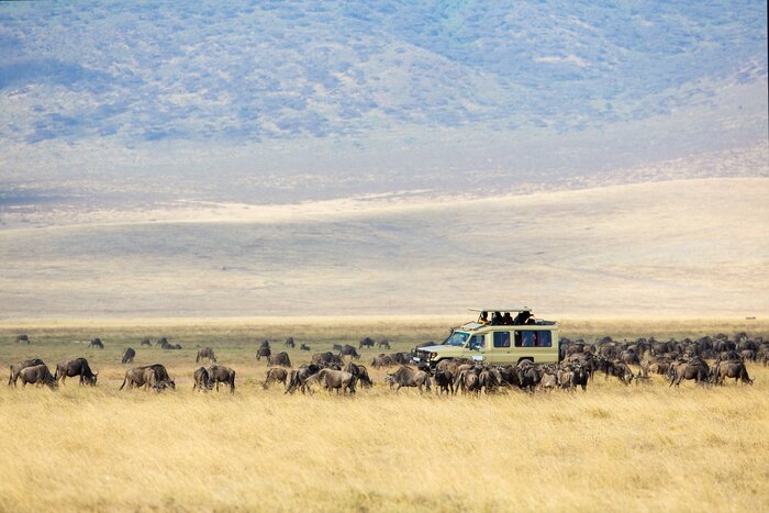 Seek out wildebeests within the Ngorongoro Crater on a 10-day Tanzania safari