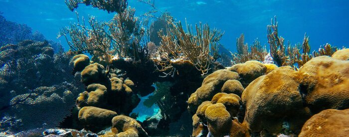 Half Day Manatee/Coral Gardens & Caye Caulker