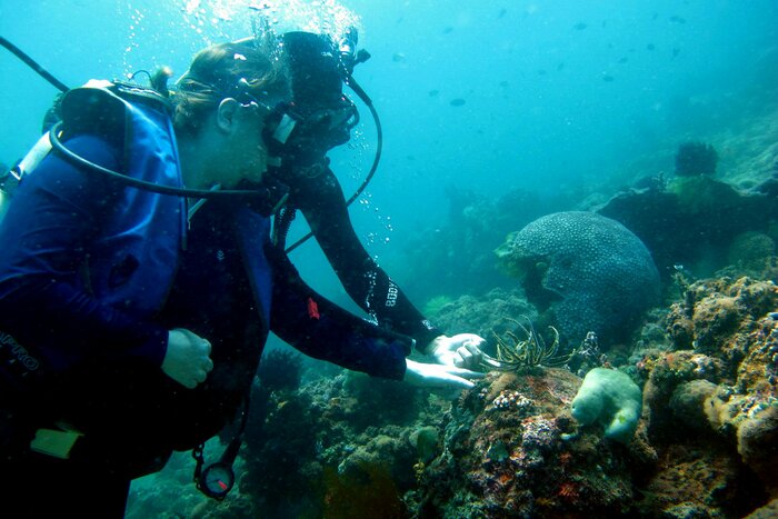 Discover Scuba Diving in Anilao: Introductory Diving Experience