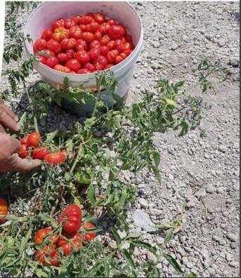 Unexplored Culture of Santorini 2023