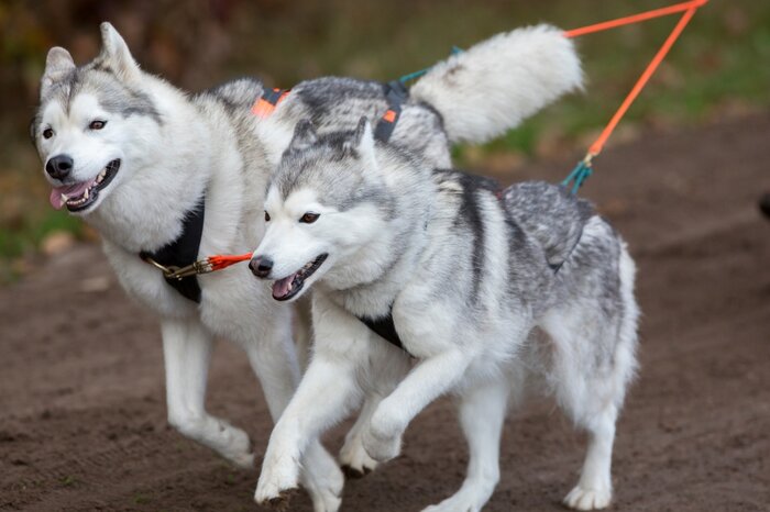 Private Husky Visit & Cart-Ride in Autumn
