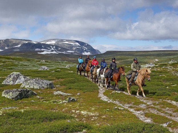 Horsebackriding on Icelandic Horses in Lofoten (half day tour)