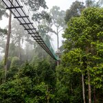 Walk amid the rainforest treetops in the Danum Valley in East Malaysia