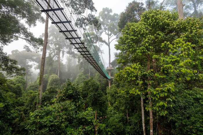 Walk amid the rainforest treetops in the Danum Valley in East Malaysia