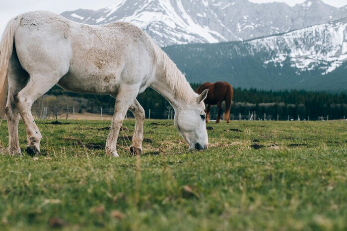 🐎 Horseback Riding Experience – Sun Peaks, Canada