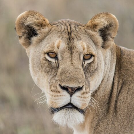 Full Day Game Drive at Lake Nakuru National Park
