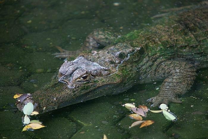 Exploring Guayaquil's Local Wildlife at Parque HistĂłrico
