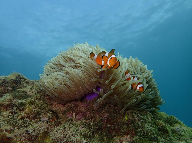 Dive or snorkel to see the iconic western clownfish in Tunku Abdul Rahman Park, Kota Kinabalu, Sabah