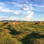 See nomadic herds roam the Mongolian steppe as you travel from city to national park