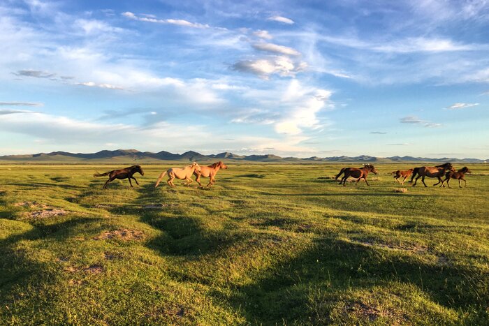 See nomadic herds roam the Mongolian steppe as you travel from city to national park