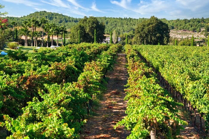 Visit Urlice Vineyards at Urla including lunch