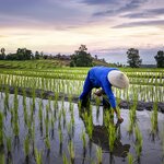 Rice fields in northern Vietnam