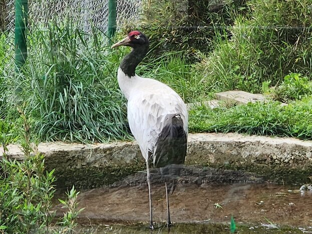 Phobjikha - Black-Necked Crane Information Centre