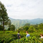 Visit a tea plantation in Sri Lanka