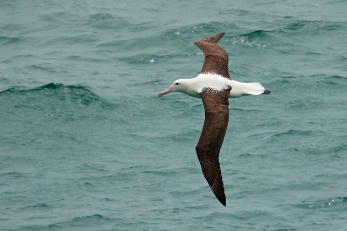 Royal Albatross Centre