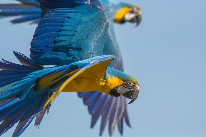 A brightly colored macaw in the Bolivian rainforest