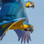 A brightly colored macaw in the Bolivian rainforest