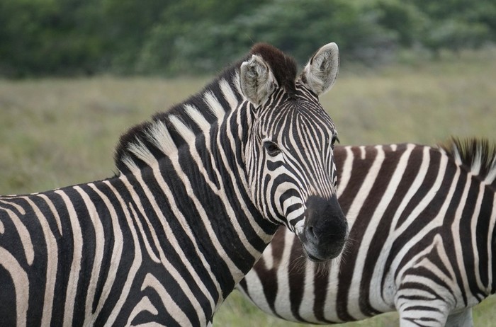 A Day on Safari