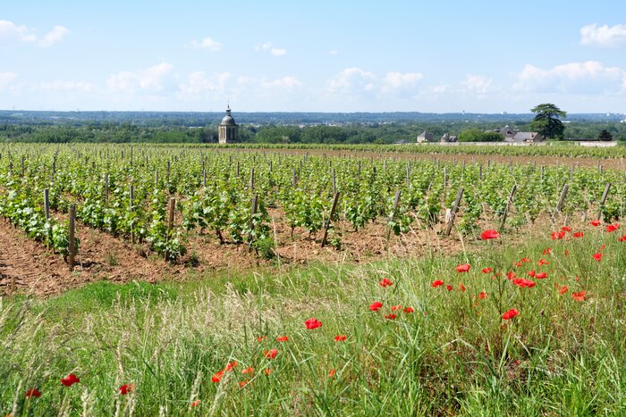 Afternoon Vouvray Wine Tasting Experience