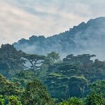 Morning mist in Bwindi Impenetrable National Park